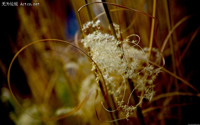 through_my_lens_seeds_of.jpg