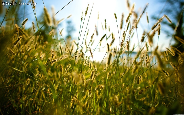through_my_lens_through_the_grass.jpg