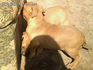 IMG0095A.jpg