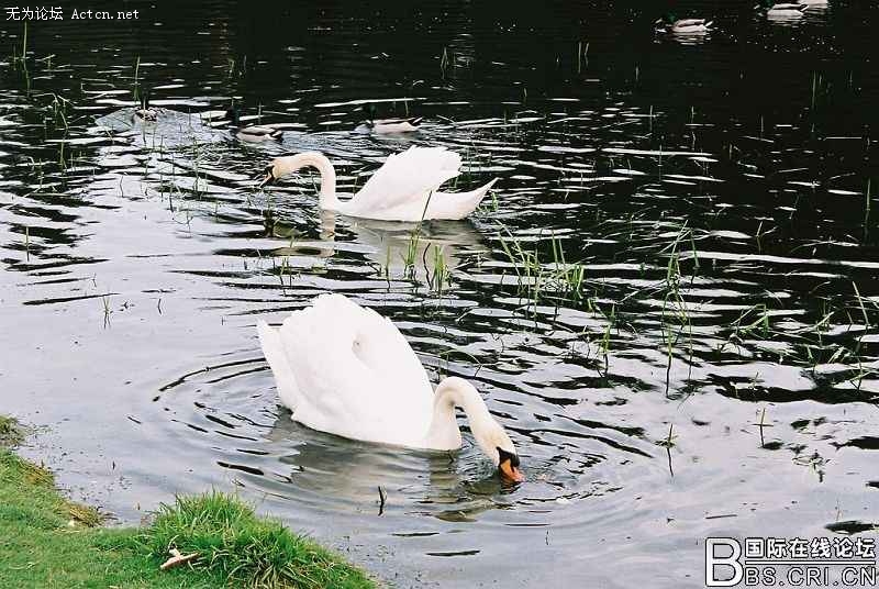 354_250765_6cc9b5cd96f0c54.jpg