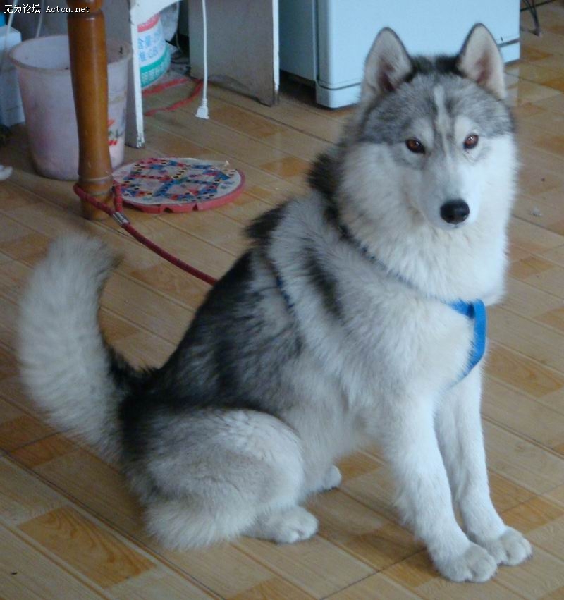 ʿ AK