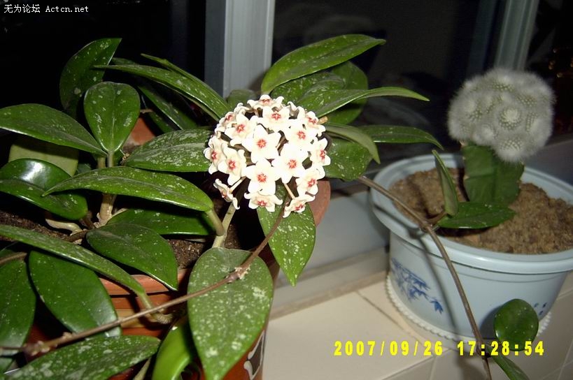 SV300002.jpg