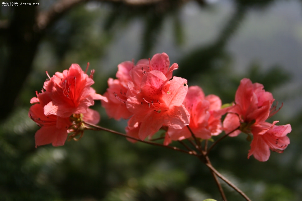 20080505_6769b0ceb24700d73ddfdFNTaZqhDYTW.jpg