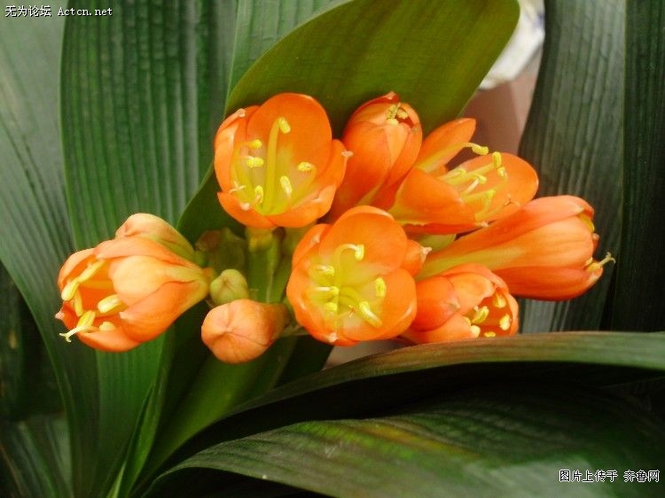 20090302_6c1b7e93b442459c4e380fjDLLTFrYF9.jpg