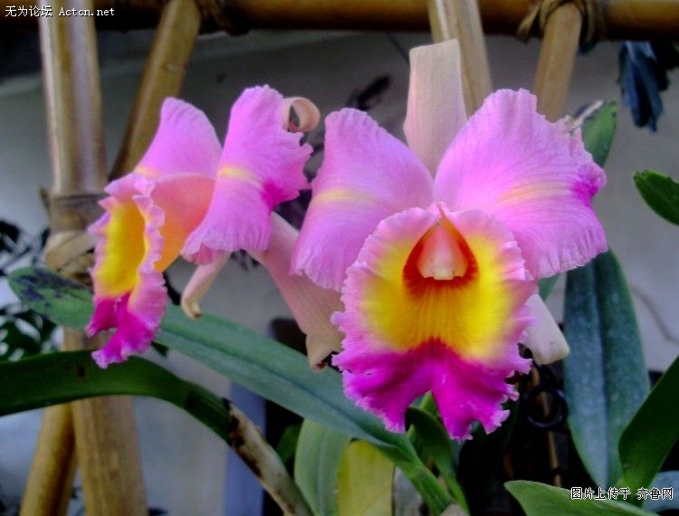 20090302_0f6103cfff3bc15b6b78uD9k2G0kfSFE.jpg