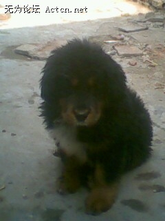 IMG0062A.jpg