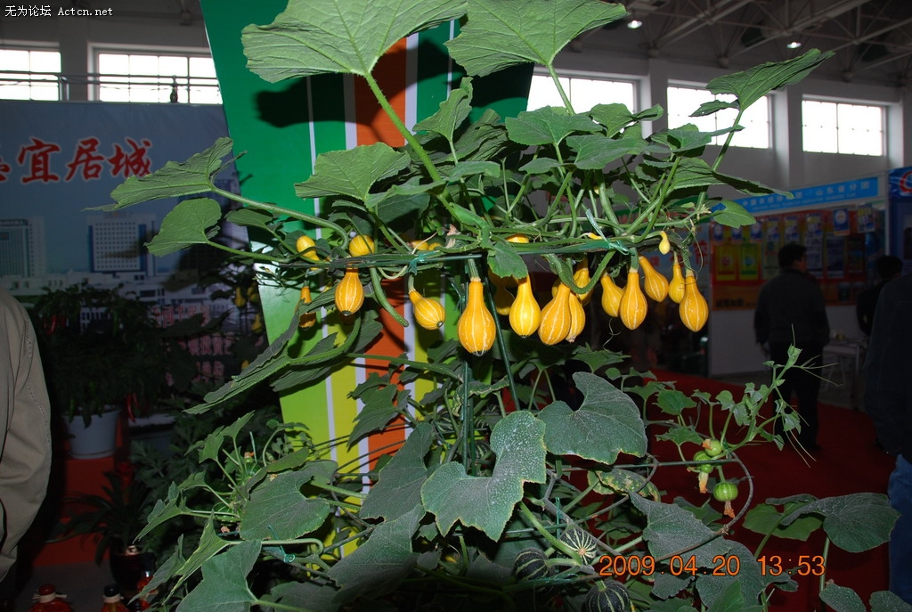 20090420 020.jpg