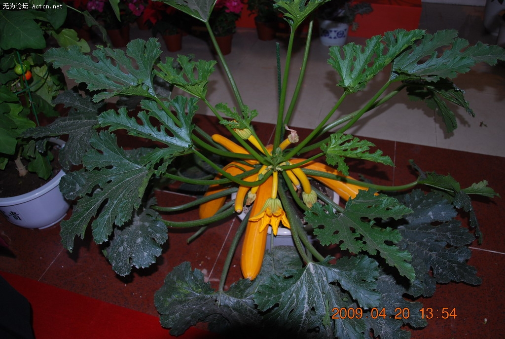 20090420 023.jpg