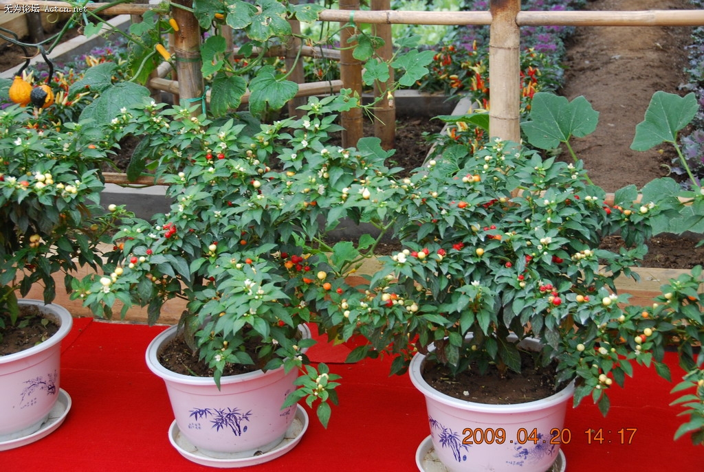 20090420 085.jpg