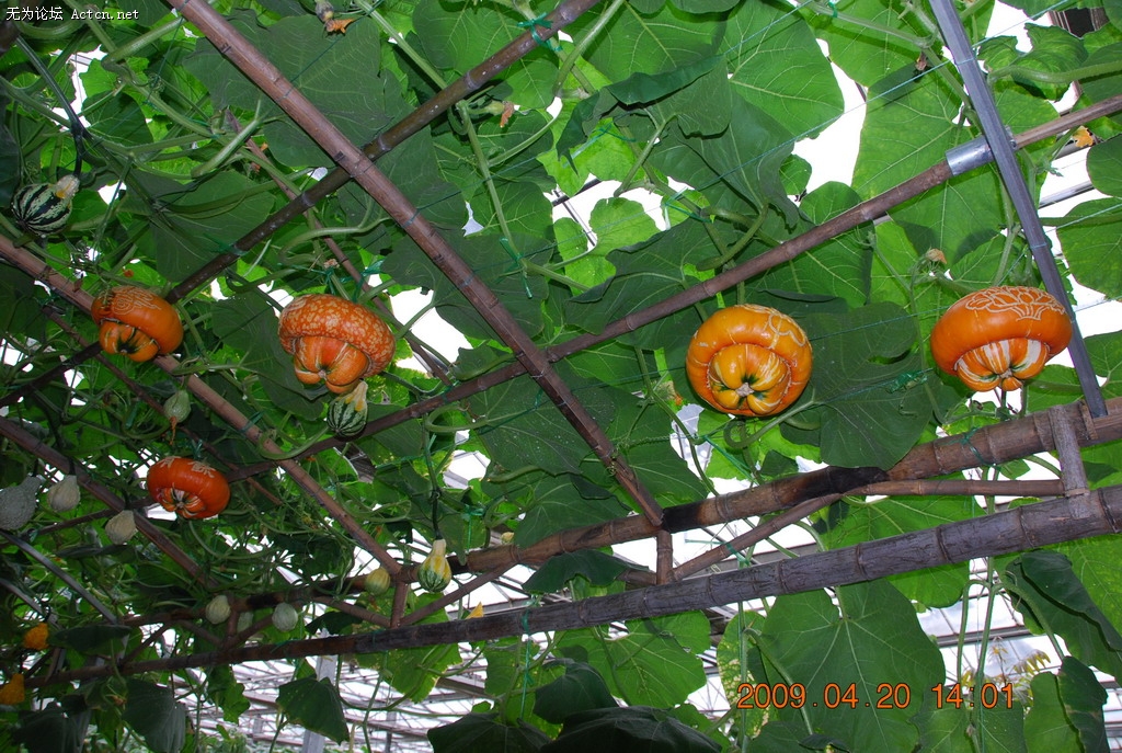 20090420 063.jpg