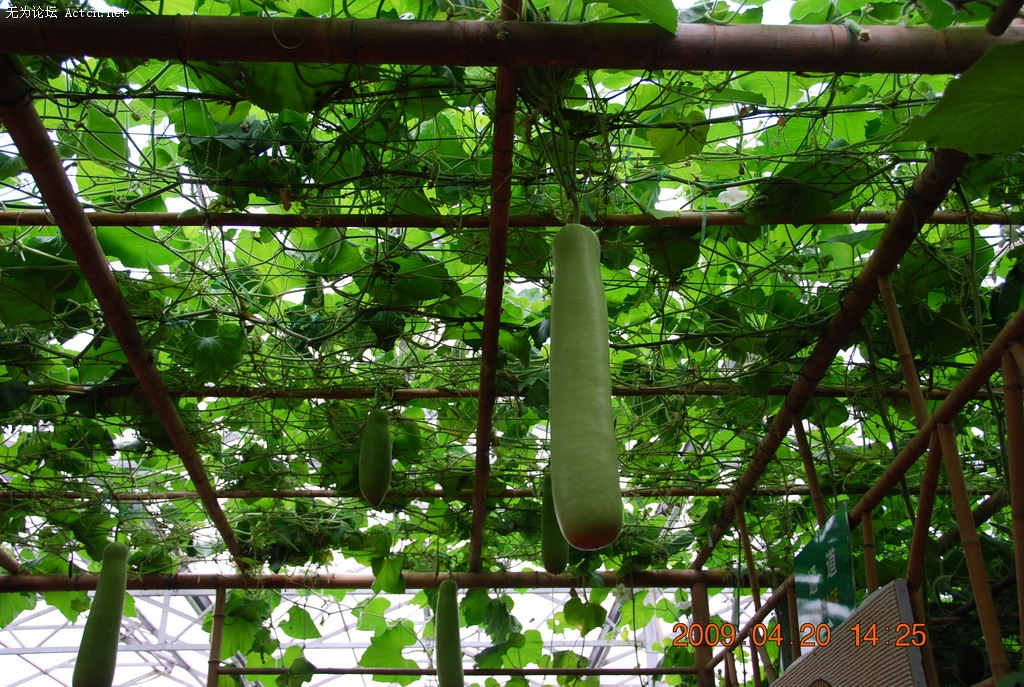20090420 131.jpg