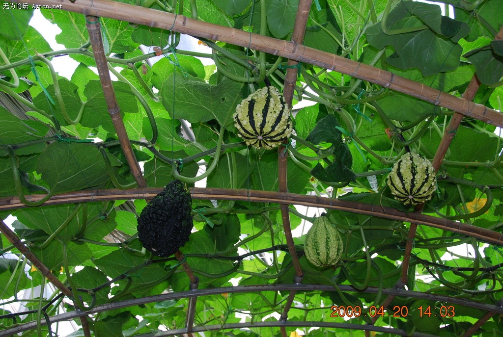 20090420 071.jpg