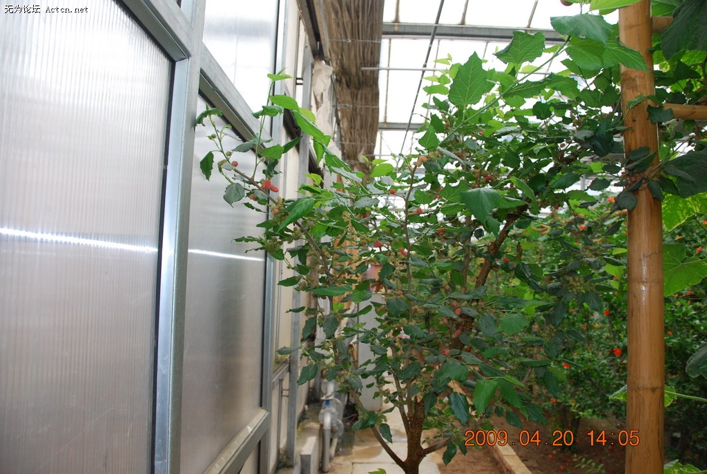 20090420 079.jpg