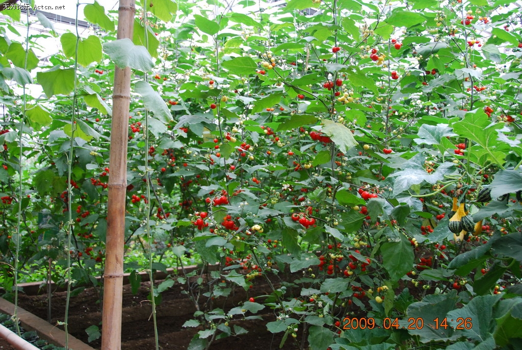 20090420 132.jpg