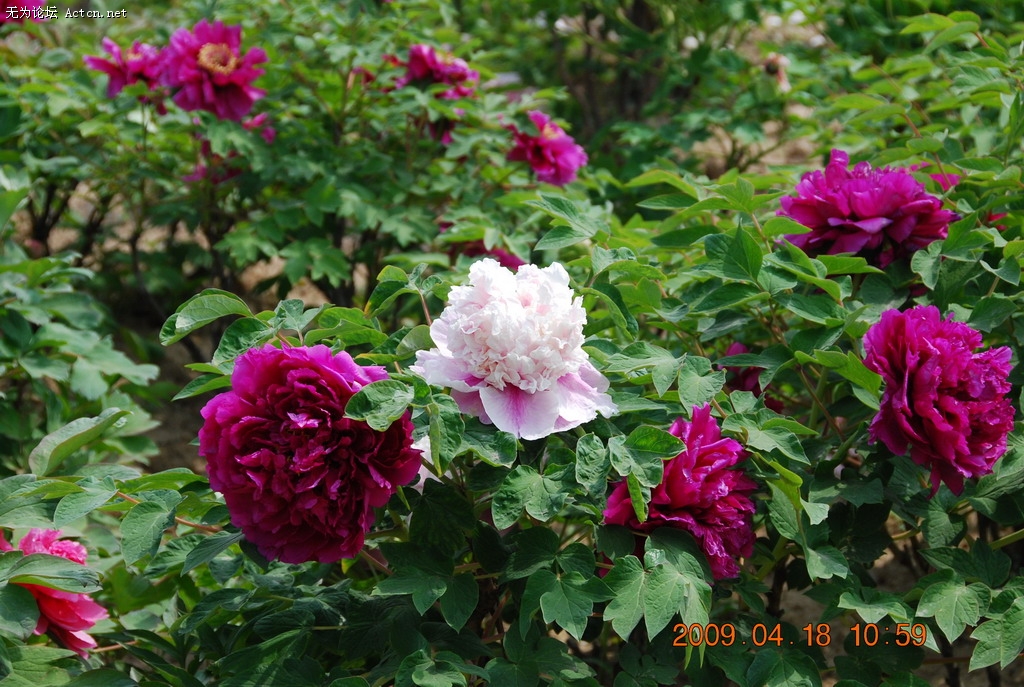 20090418 032.jpg