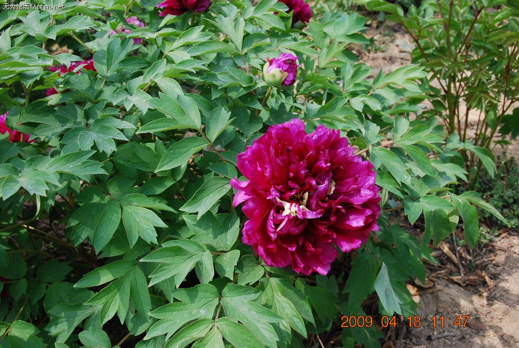 20090418 070.jpg