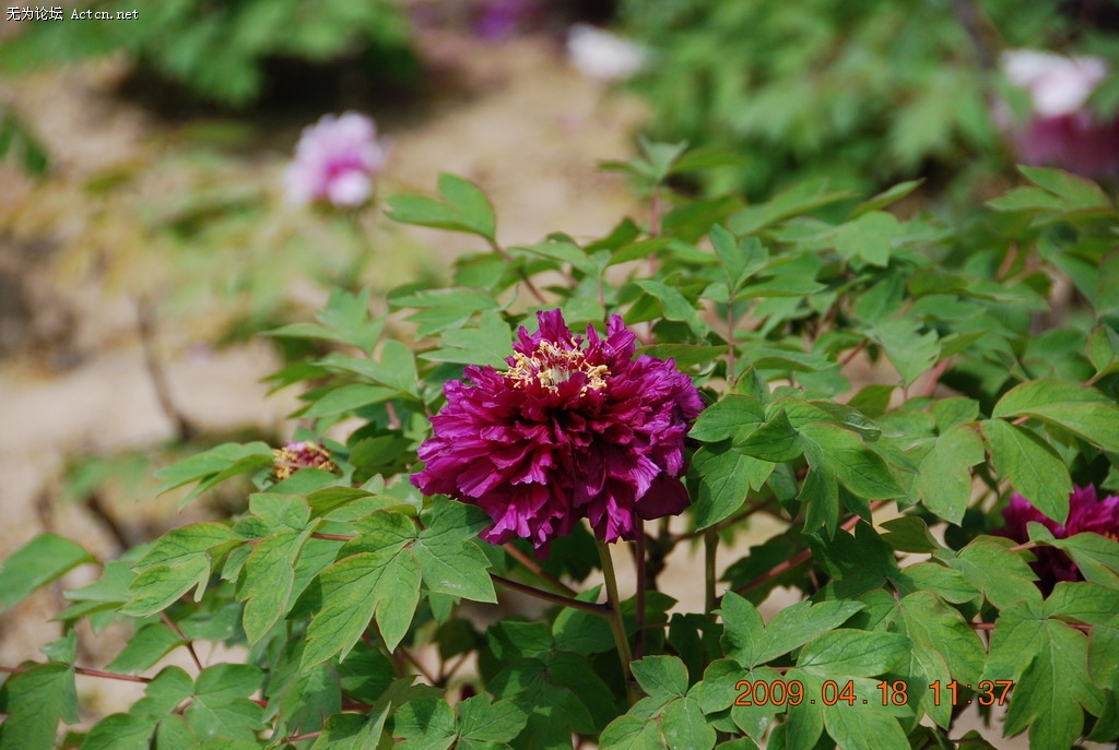 20090418 064.jpg