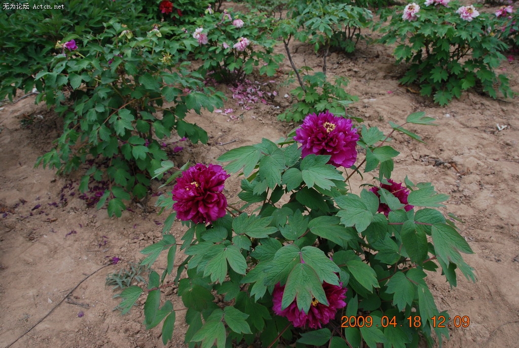20090418 122.jpg