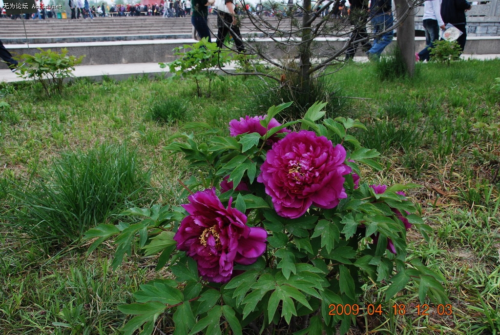 20090418 107.jpg