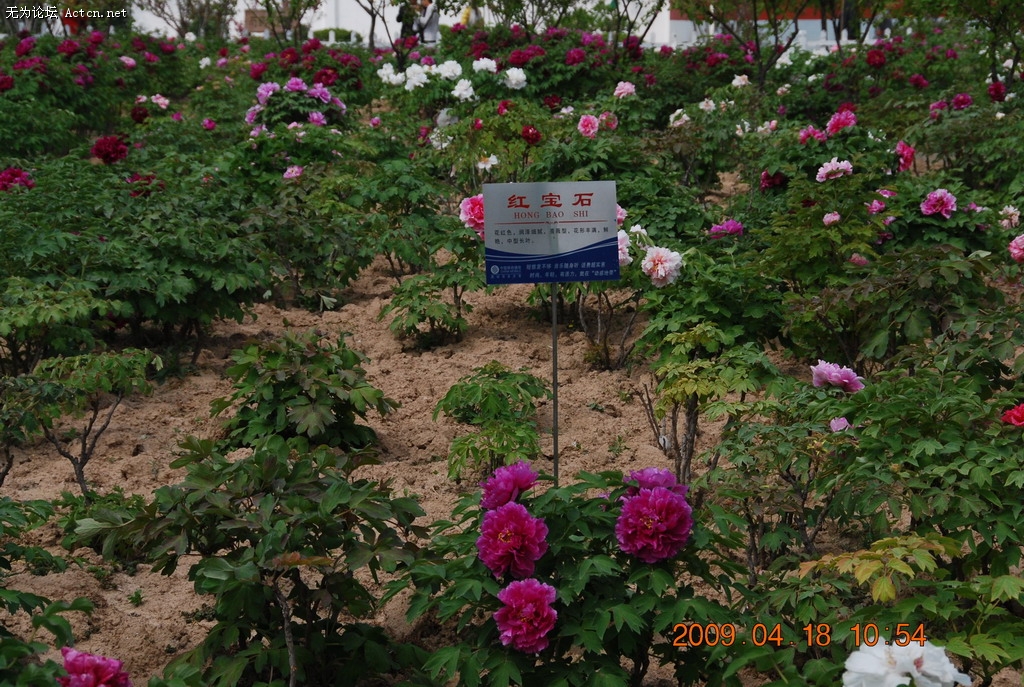 20090418 017.jpg