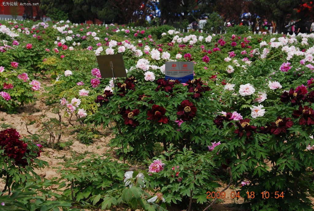 20090418 015.jpg