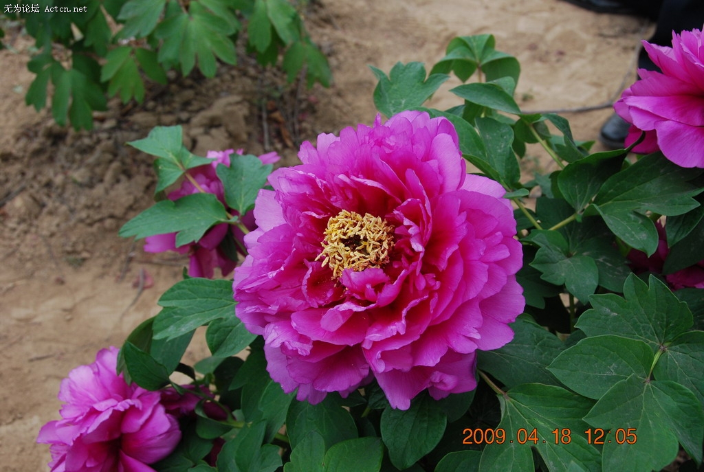 20090418 118.jpg