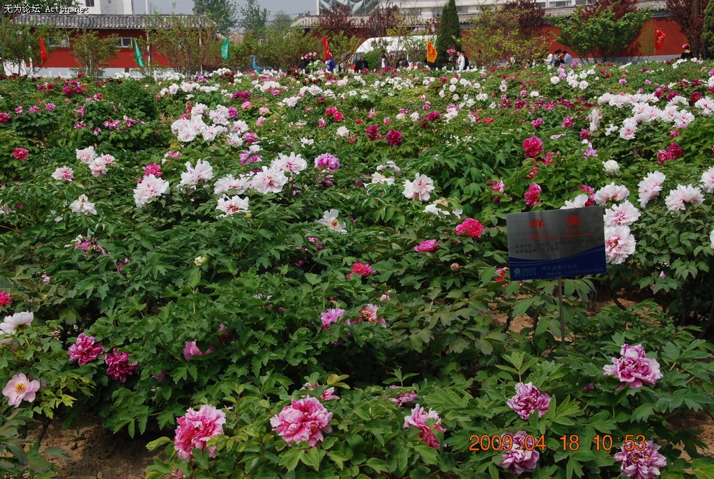 20090418 013.jpg