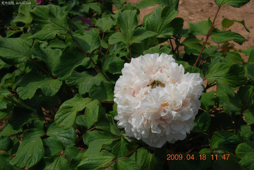 20090418 068.jpg