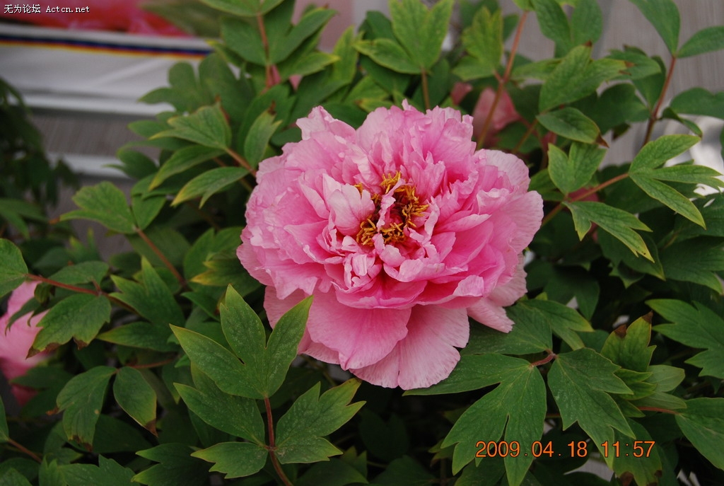 20090418 095.jpg