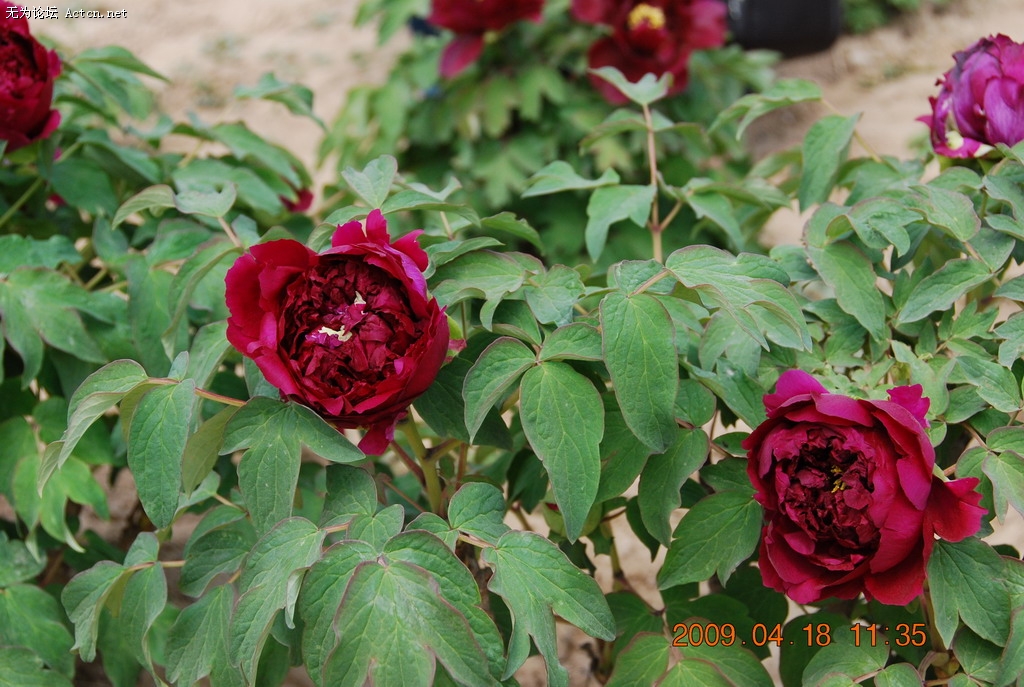 20090418 063.jpg