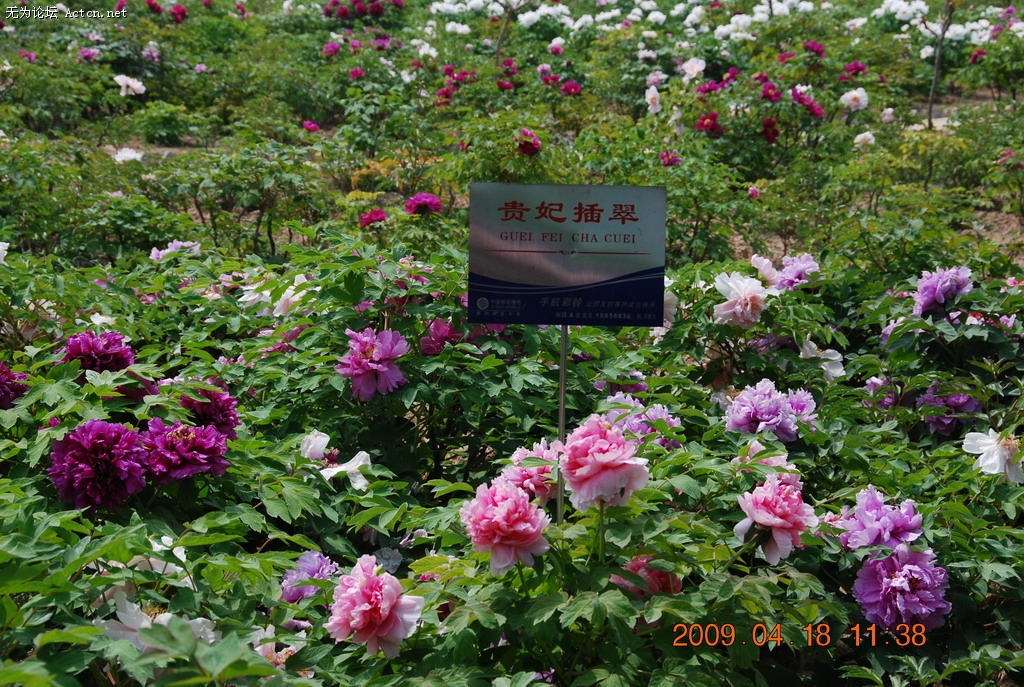 20090418 066.jpg