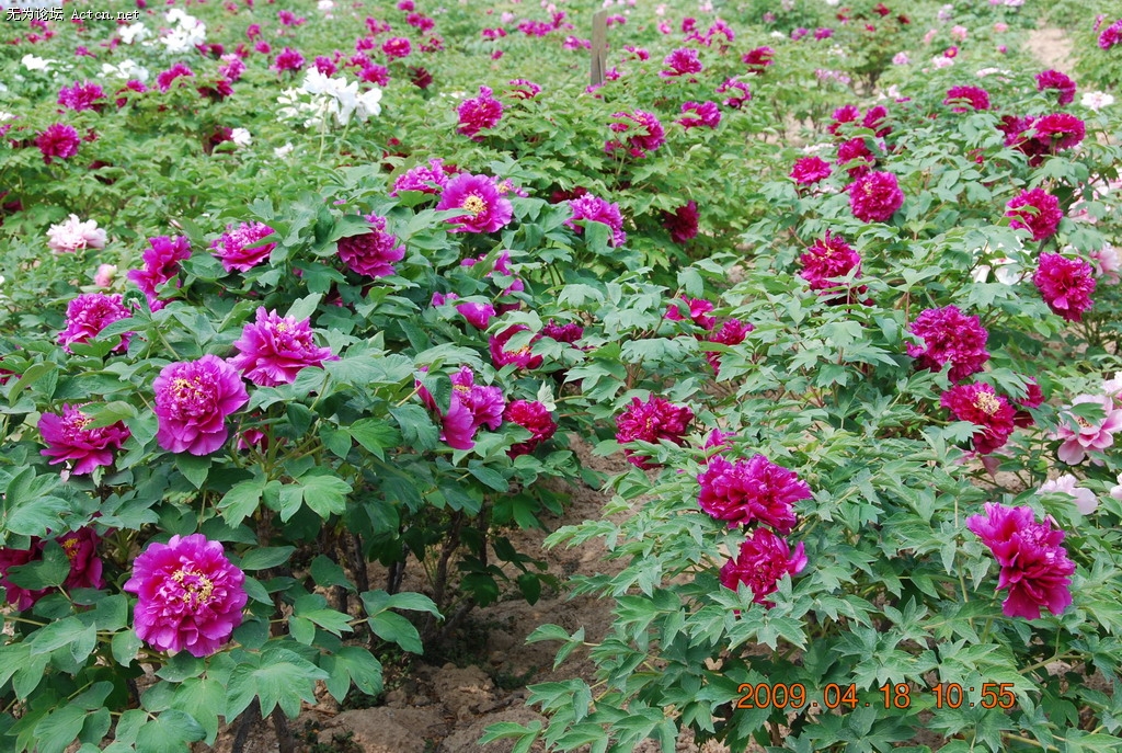 20090418 018.jpg