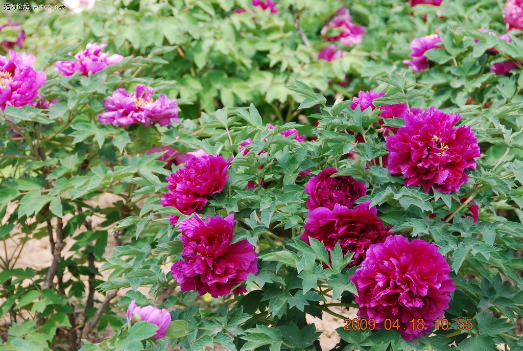 20090418 019.jpg