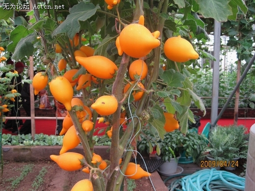 Ƭ 008.jpg