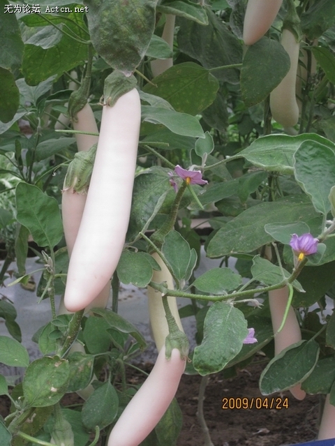 Ƭ 019.jpg