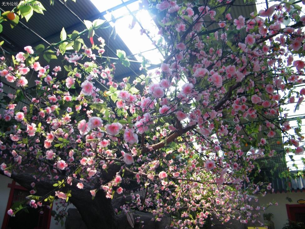 С DSCF0813.JPG