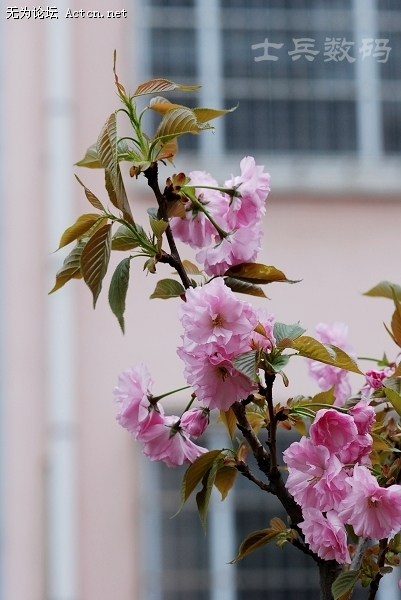 DSC_7919.JPG
