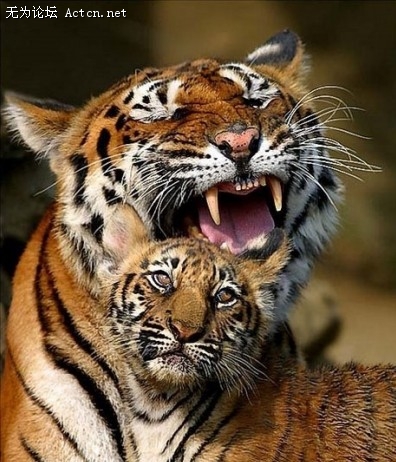 sheyingd5d3ecb3014087a7.jpg
