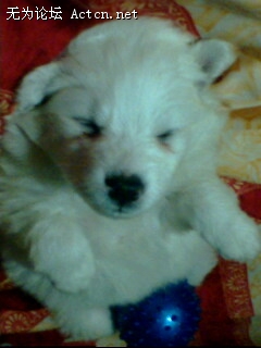 IMG0036A.jpg