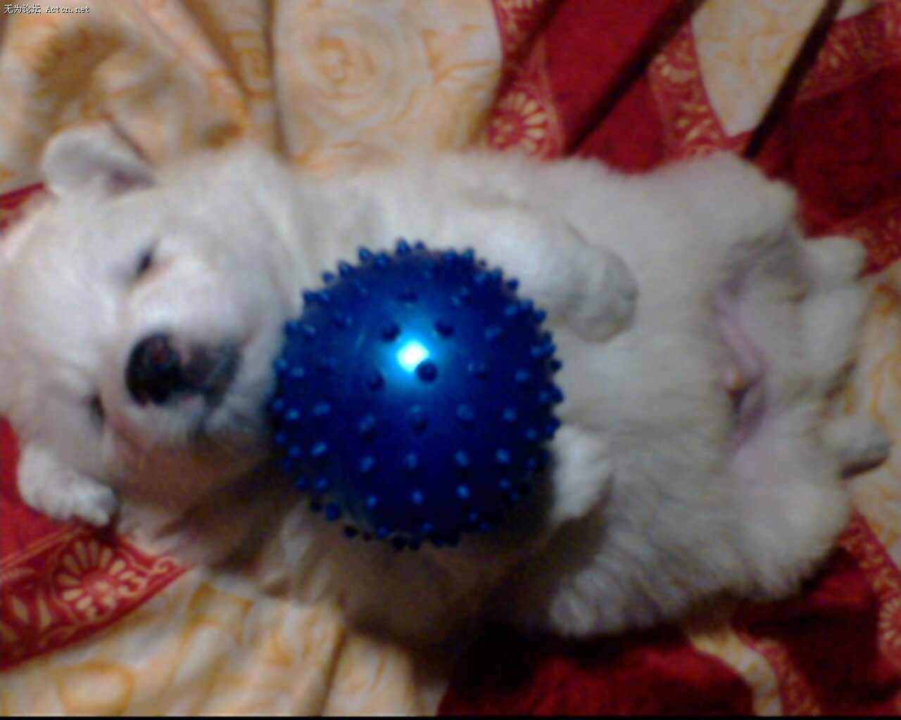 IMG0033A.jpg