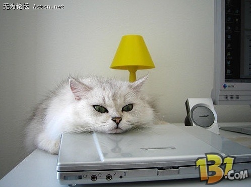 Cat2.jpg