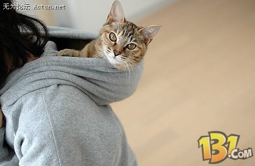 Cat1.jpg