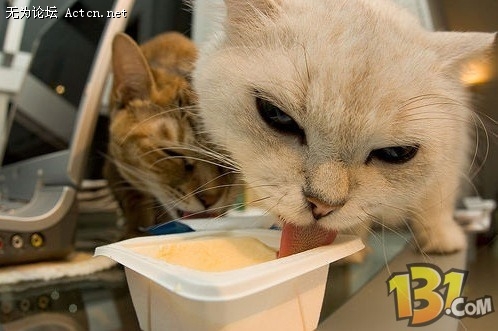 Cat4.jpg