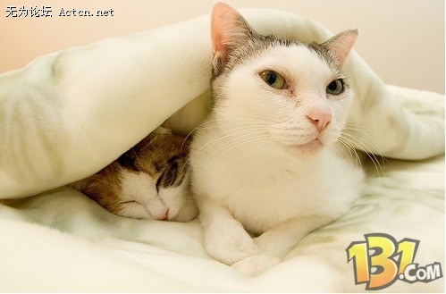 Cat3.jpg