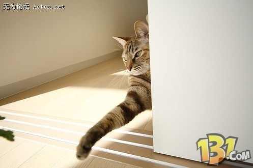 Cat7.jpg