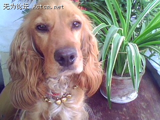 IMG0463A.jpg