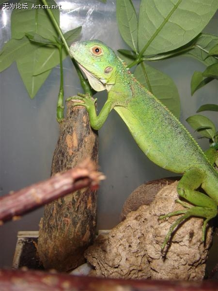 DSC01043. ().JPG