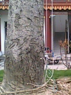 IMG0286A.jpg