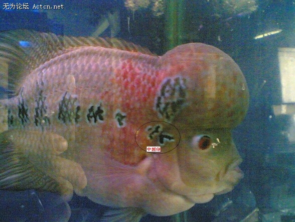 δ.jpg