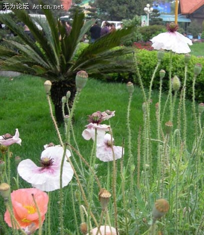 DSCN4275.jpg